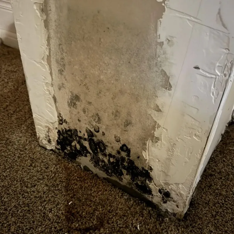 Professional Mold Removal in Wheeler, TX